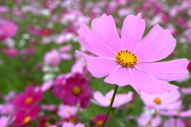 Красивый розовый цветок космоса на размытом цветочном фоне