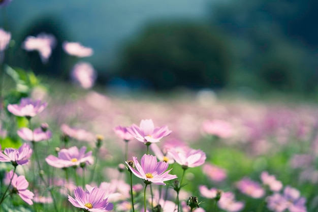 庭に美しいピンクのコスモスの花。