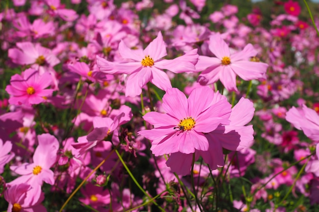 庭の美しいピンクのコスモスの花