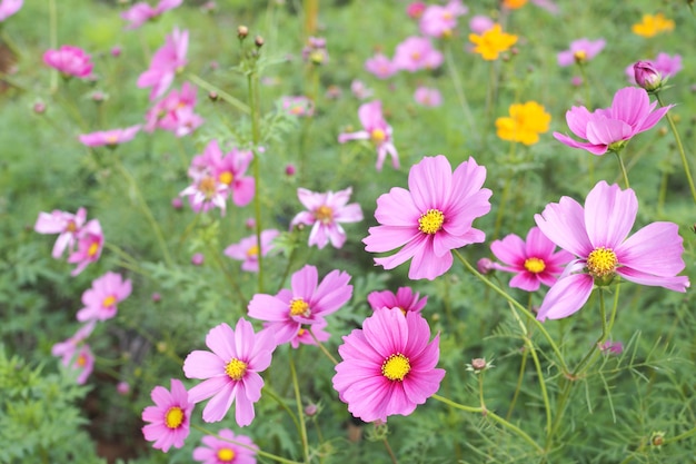 필드에 녹색 잎을 가진 아름 다운 핑크 코스모스 꽃