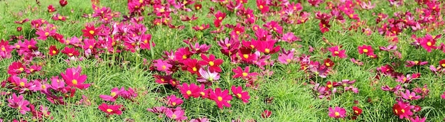 庭の美しいピンクのコスモスの花