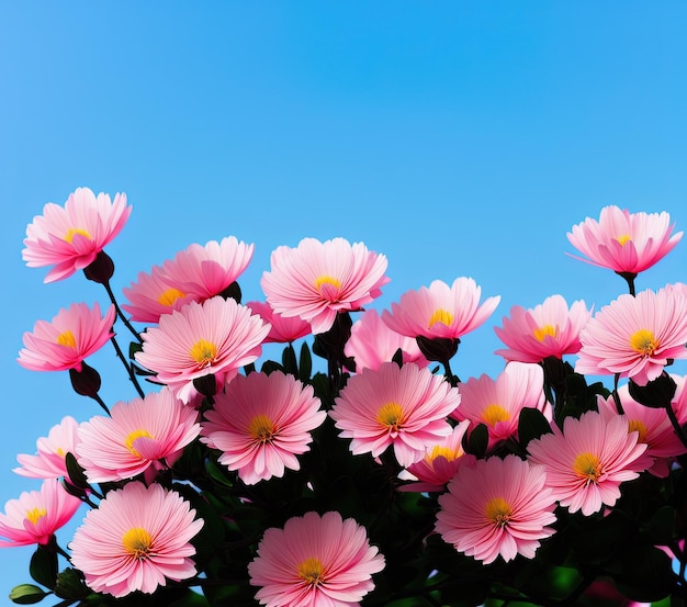 庭の美しいピンクのコスモスの花