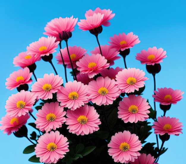 beautiful pink cosmos flowers in the garden