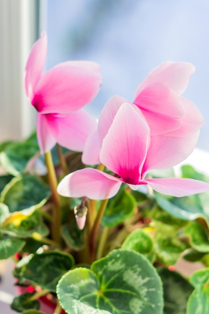 Beautiful pink cyclamen in pot on window sill. domestic flower, selective focus