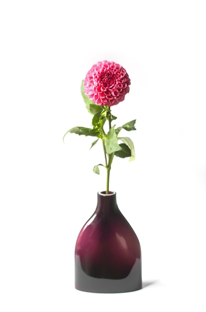 Beautiful pink dahlia flower in a vase Beautiful plant flowering at summer