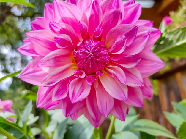 Beautiful pink dahlia flower