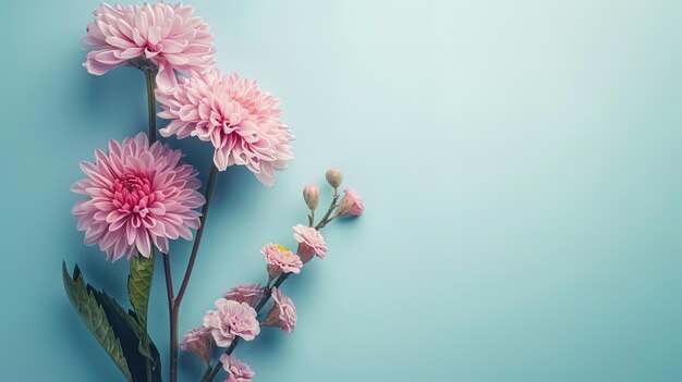 Foto bellissimi fiori di dalia rosa su uno sfondo blu con spazio per la copia