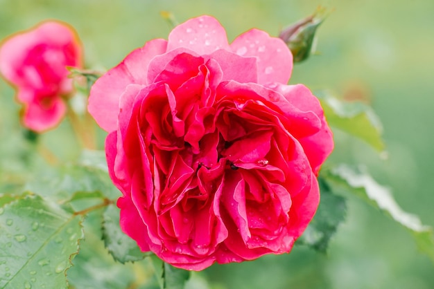 Beautiful pink English rose flower in the garden in summer closeup