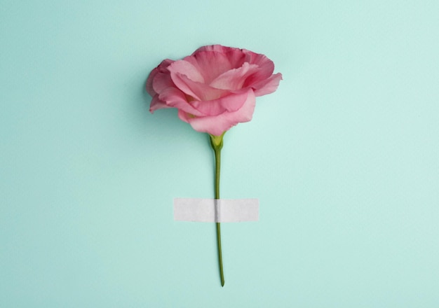 Beautiful pink eustoma on turquoise background