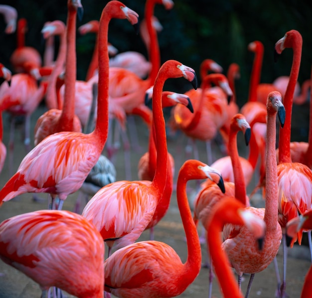 Beautiful pink flamingo flock of pink flamingos in a pond flamingos or flamingoes are a type of wadi
