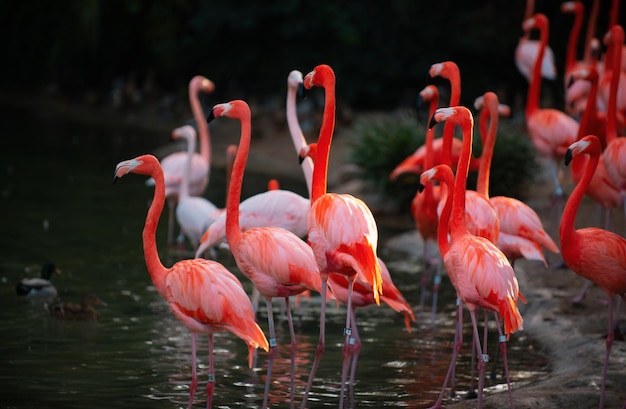 Photo beautiful pink flamingo flock of pink flamingos in a pond flamingos or flamingoes are a type of wading bird in the genus phoenicopterus