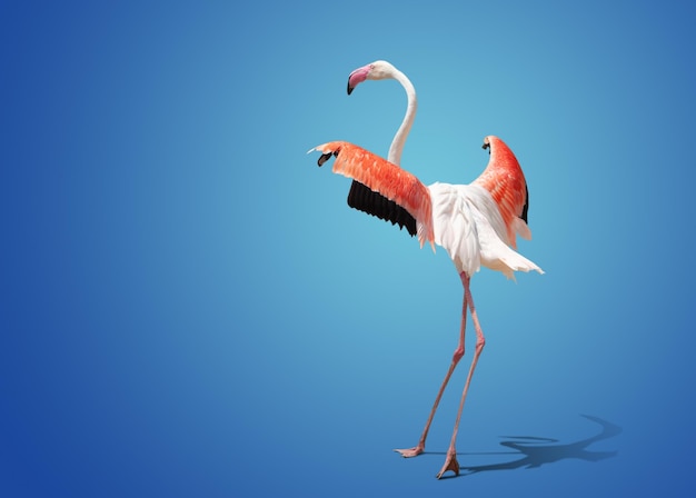 Beautiful pink flamingo posing on blue background