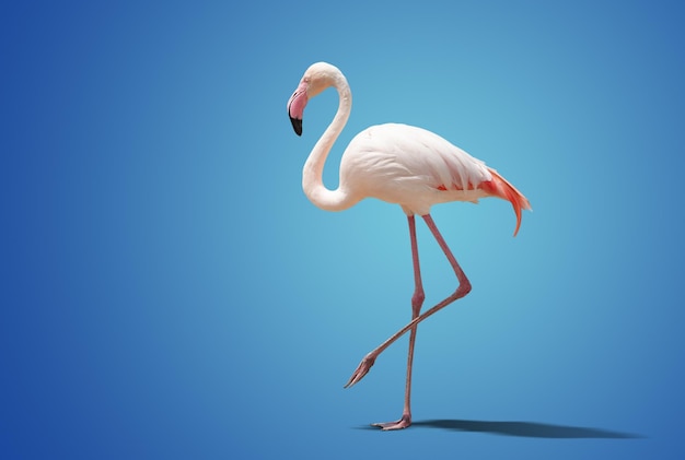 Beautiful pink flamingo posing on blue background