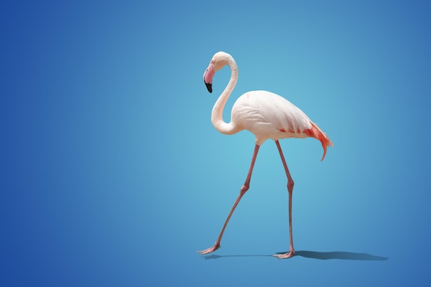 Beautiful pink flamingo posing on blue background