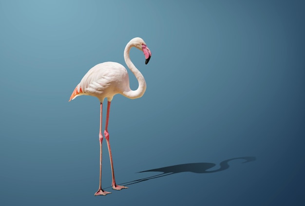 Beautiful pink flamingo posing. blue