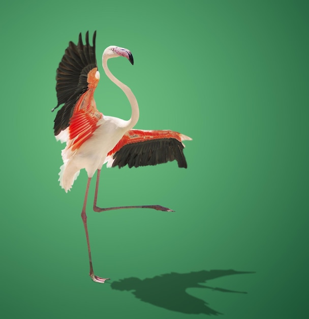 Beautiful pink flamingo posing on green background