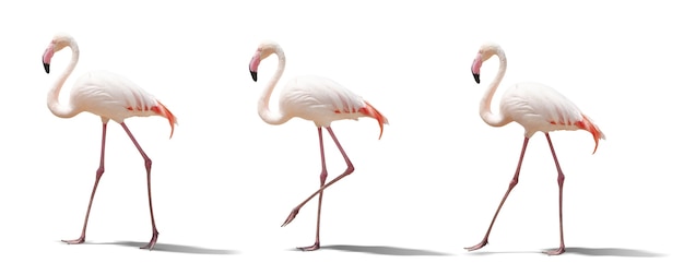 Beautiful pink flamingo posing. isolated