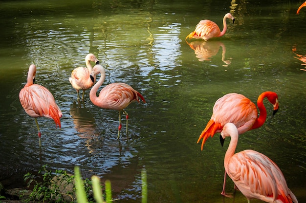 Beautiful pink flamingos swimming in the lake