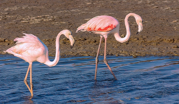 Beautiful pink flamingos walking around the lagoon and looking for food