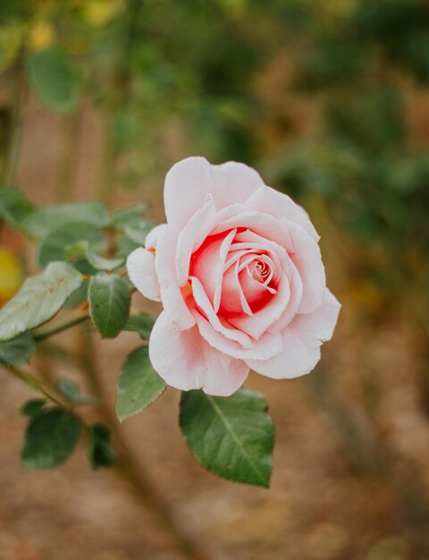 Foto bel fiore rosa tra le piante