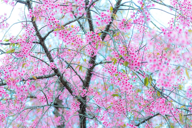 野生のヒマラヤザクラの美しいピンクの花の背景いくつかのピンクの花びらがあります