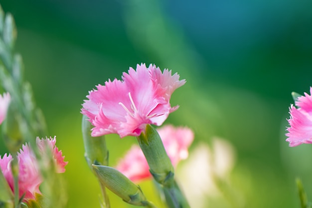 庭に咲く美しいピンクの花