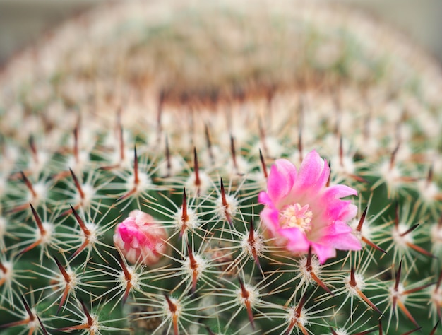 装飾のための鉢植えのサボテンの美しいピンクの花。