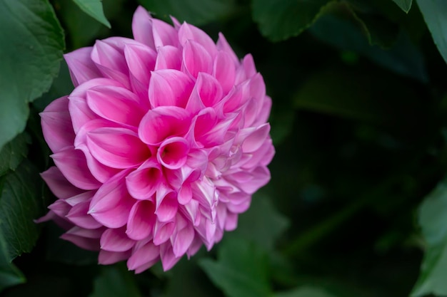 緑の背景に美しいピンクの花のクローズアップ