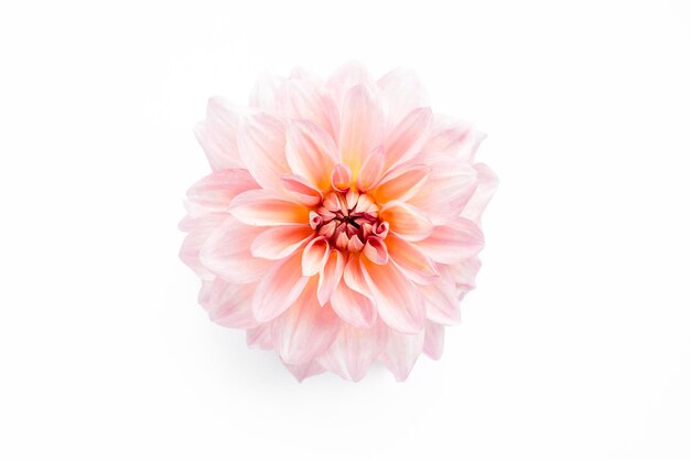 Photo beautiful pink flower dahlia and rose bud isolated on white background flat lay top view