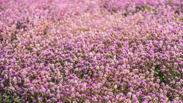 아름 다운 핑크 꽃밭가 나무입니다. 사진 배경 개화 로맨틱 핑크 꽃 나무 들판 꿈결 같은 미적 예술 결혼식 축제 파티 연인 배경