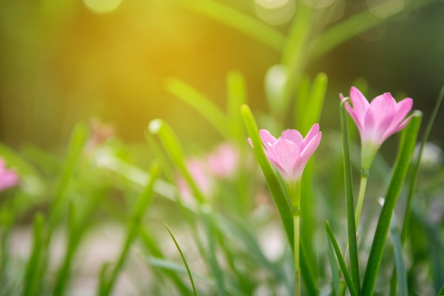 庭の美しいピンクの花。