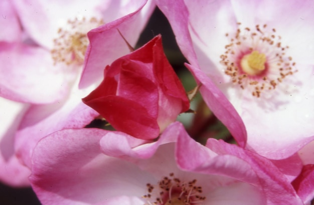 Beautiful pink flower in the garden