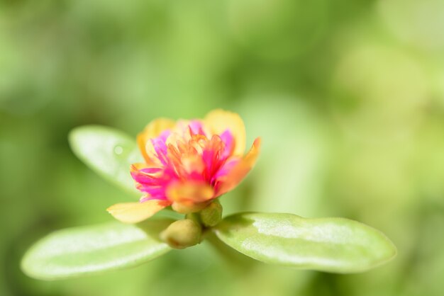 Beautiful pink flower on a green background