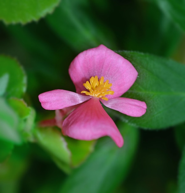 Foto bellissimo fiore rosa su uno sfondo di piante verdi