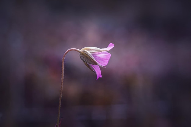 Beautiful pink flower plant in the nature in springtime