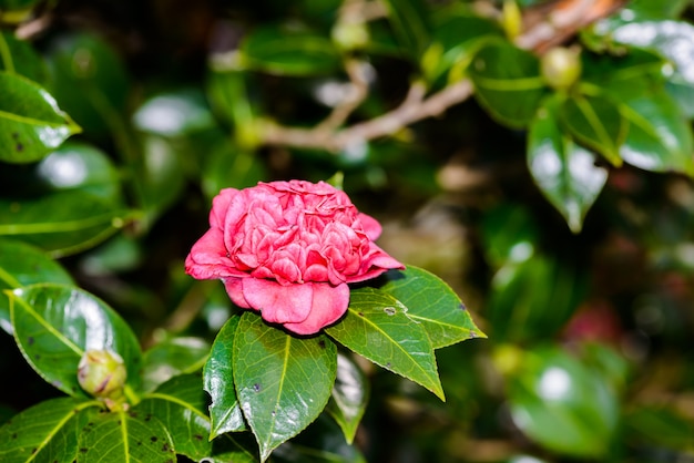 Beautiful pink flower of a Rhododendron