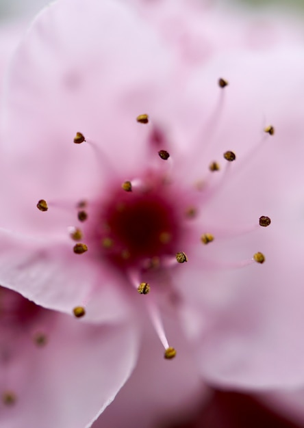 Beautiful pink flower in the springtime