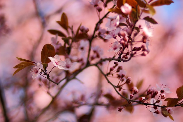 木の上の美しいピンクの花。桜の花。春の庭の桜