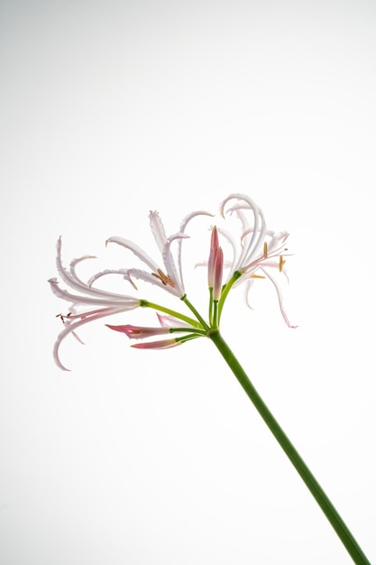 Beautiful pink flower on a white background