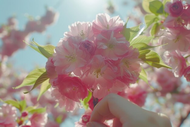 美しいピンクの花 背景は青い空 花は満開で空は青い