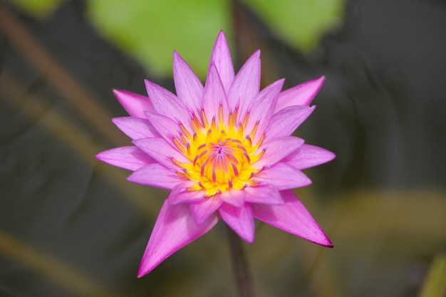 Beautiful pink flower