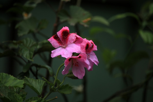 美しいピンクの花