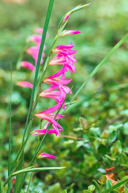 Beautiful pink flower