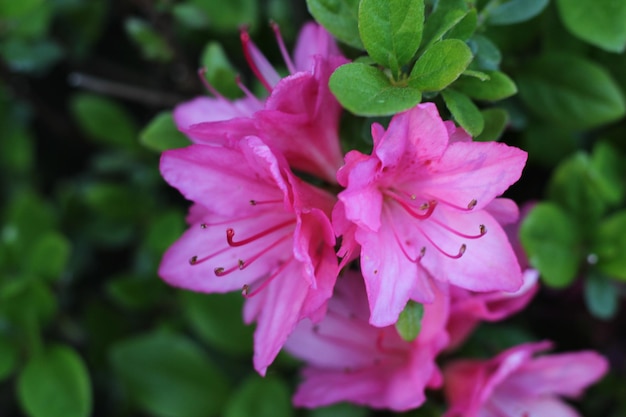 Photo beautiful pink flower