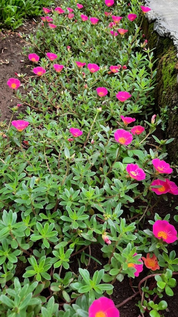 아름 다운 핑크 꽃 식물