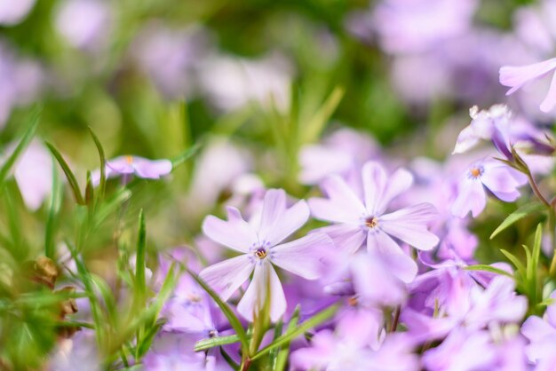 Beautiful pink flowers against green plants in the spring garden., plants and flowers