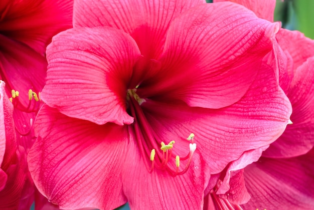 봄에 아마 릴리스 (매크로)의 아름다운 분홍색 꽃