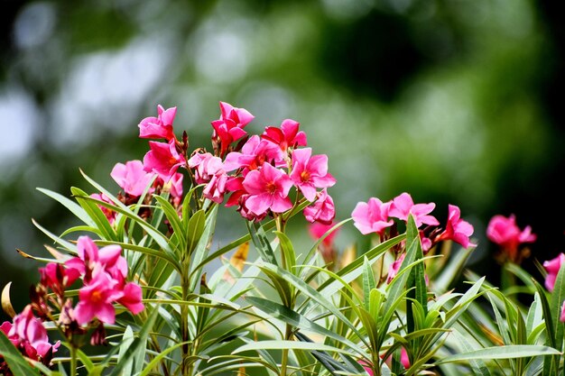 写真 美しい ピンク の 花 と その 植物