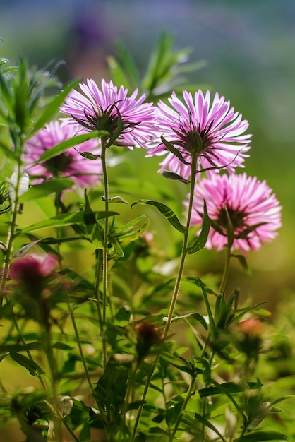 Beautiful pink flowers astra in the garden