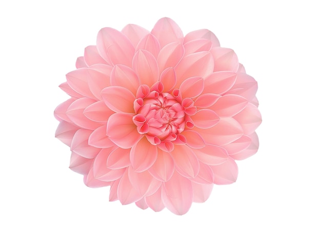 beautiful pink flowers on a black background